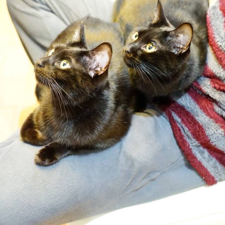 F0a219b8 6b3c 4a82 8b41 ce8fa6edefd9 1554335291606