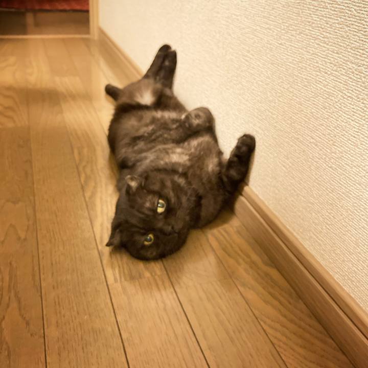 F0a2d715 4576 454c b2d9 83259a2c7845 1597675487085