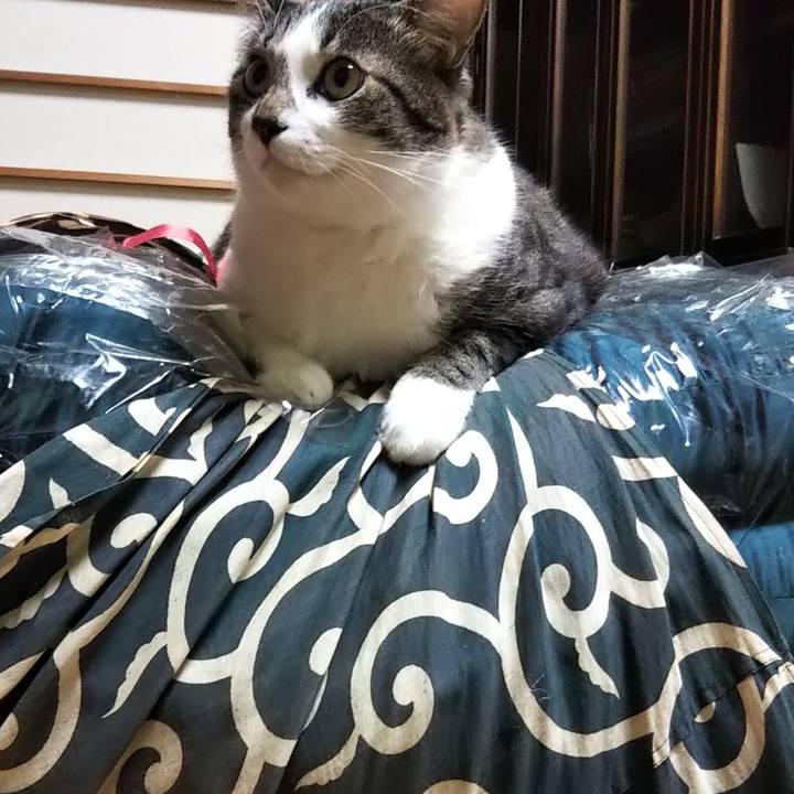 F0a4d2ea 8d08 4d9f 80a4 600b61dcd1f2 1615868534478