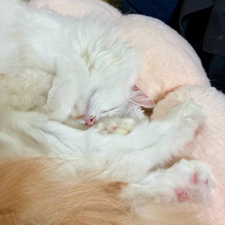 F0a6cdf7 c9f8 4079 9369 f2acf0ed5471 1761451524554