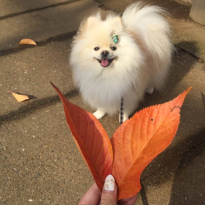 F0a7fb8d 5ff9 451a a37b 97173685e6e4 1575949890646