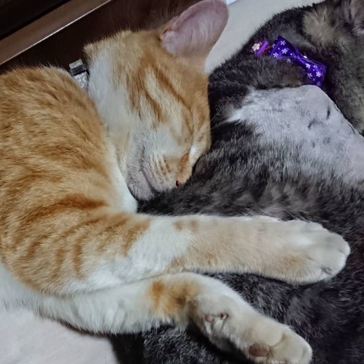 F0a844fe a8f1 4a09 8cfc 94d7bfc2e29f 1588423580479