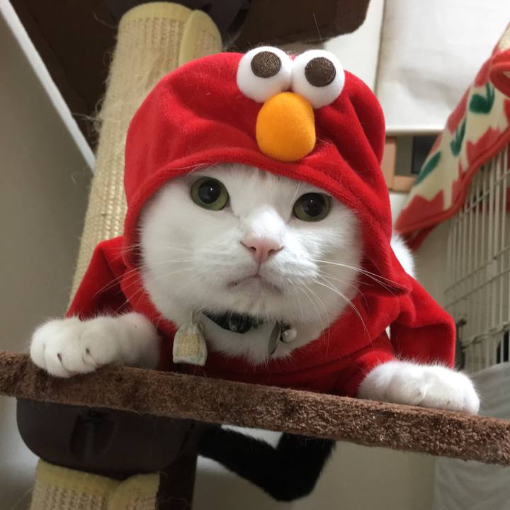 F0a86831 925f 44ab 97c9 fe19b5306135 1528721078432