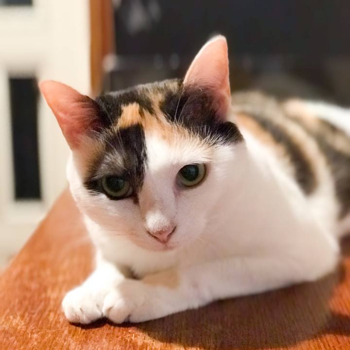 F0aa49f1 a71d 45c1 a674 356e858a9fc1 1534688502342