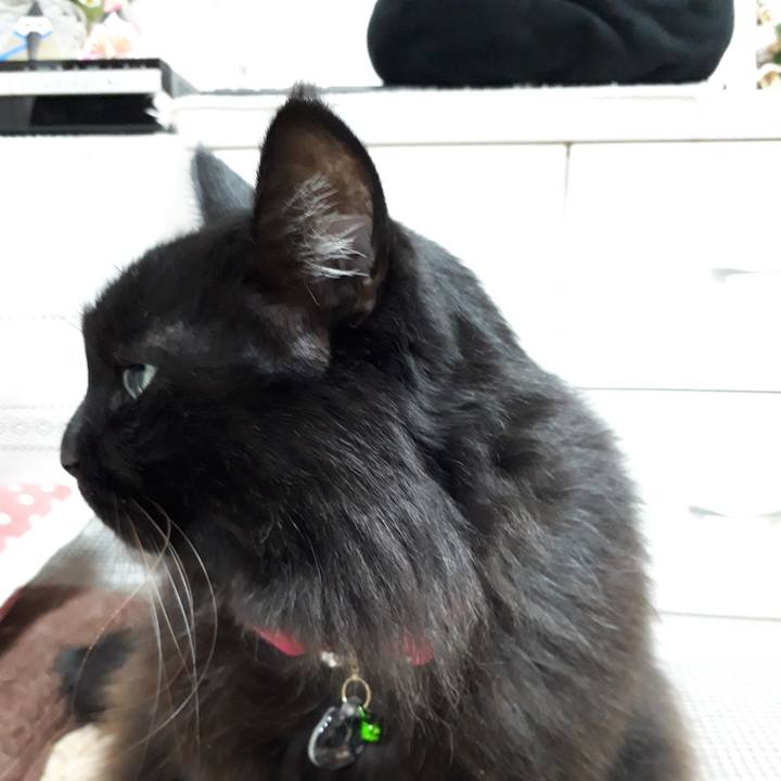 F0ab8b53 b01c 462c b280 e8f7cef13ddb 1517482855349