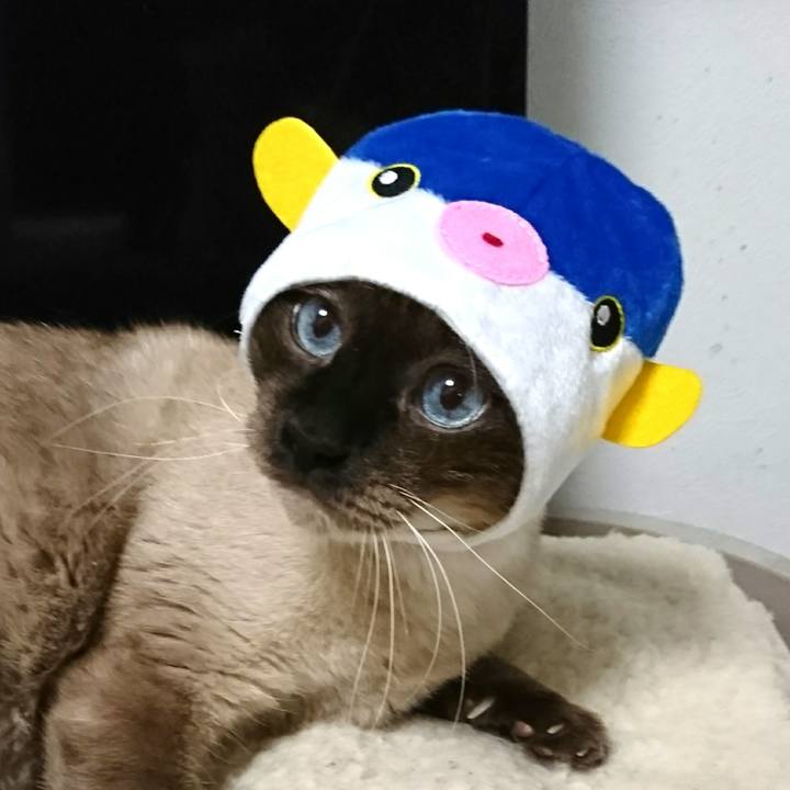 F0abab72 854a 48f8 b805 d5c7f0a75f80 1544353529613