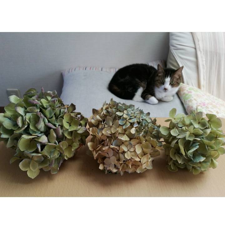 F0ae62f4 d537 4273 8fb8 6dfabb930fe2 1532647520364