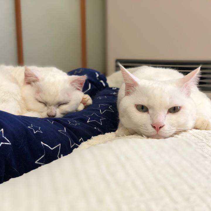 F0b00406 7cfa 48d7 a769 c580e728e931 1544007394036