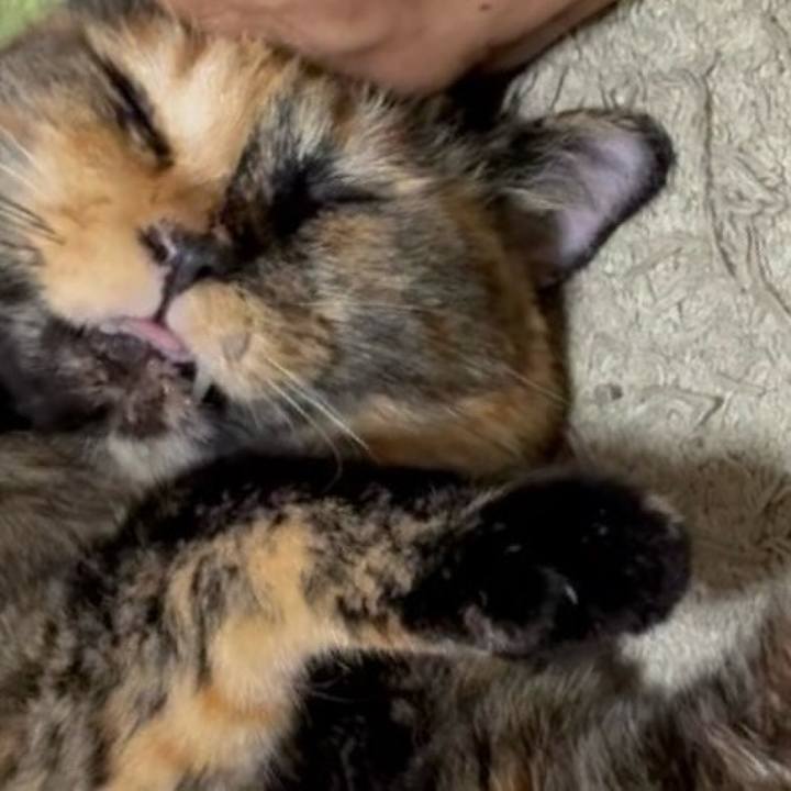 F0b46688 db14 481f 89f3 3f4ae6c1fb65 1760555325495