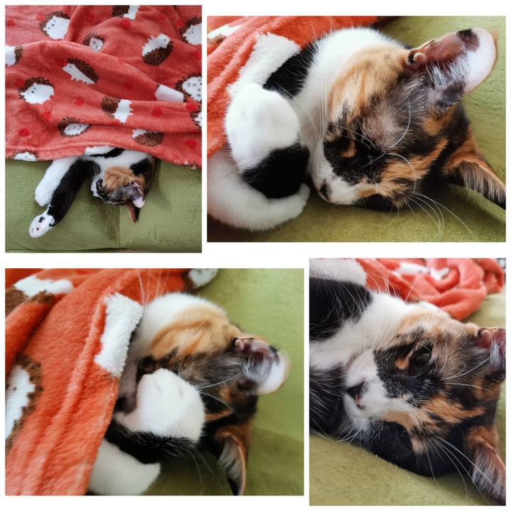 F0b8f741 90e1 488b ad93 2039632d7b4f 1634284863454