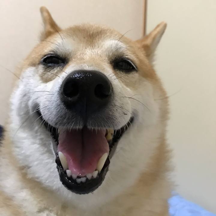 F0b965c4 1d37 4919 8f45 9dfbb560b27c 1539593046234