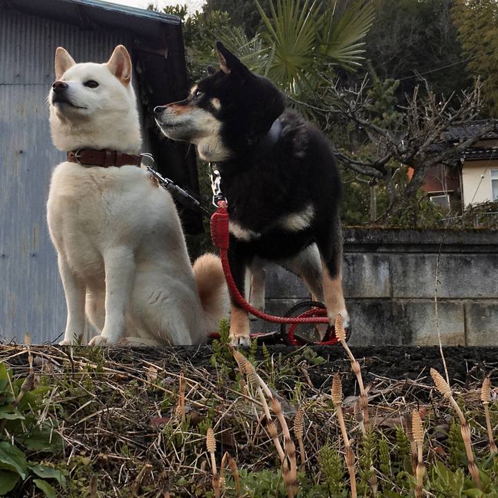 F0bb2554 4328 4205 8849 9cf879481344 1584795196027