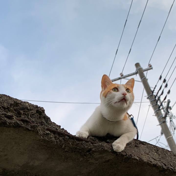 F0bccfc5 93b2 461e 9c2b d7fd73a24a64 1588503110347