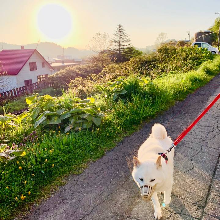 F0bf6783 55e8 4f29 a632 e05ecc889884 1590007638033