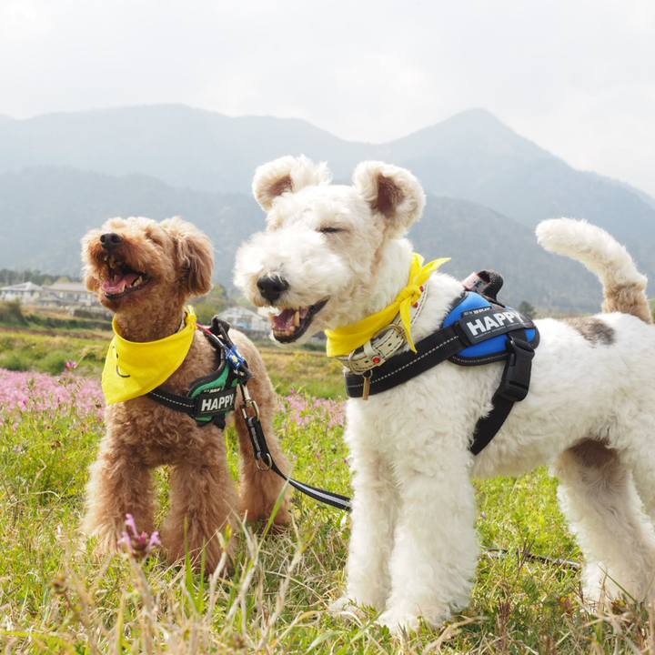 F0bf6e67 9e4f 4c2f b15d 4c448656aea7 1555850662304