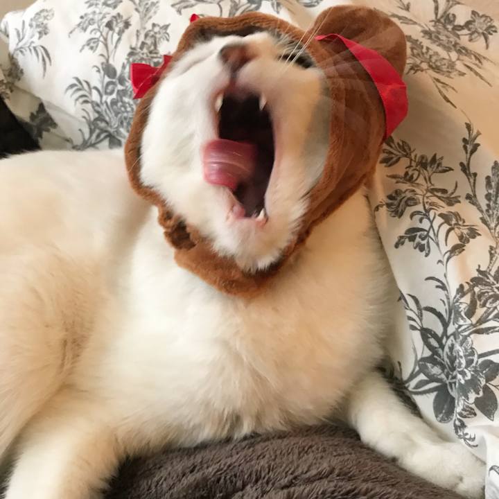 F0bfd9ce 4284 42b1 85c9 742370407964 1524974071779