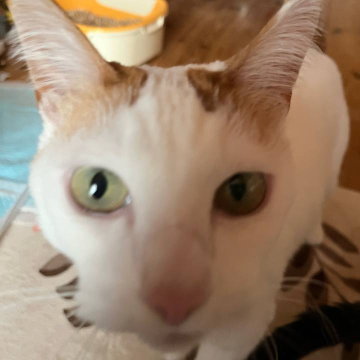 F0c1a77d 4029 4481 9617 e37cace44835 1771138701819