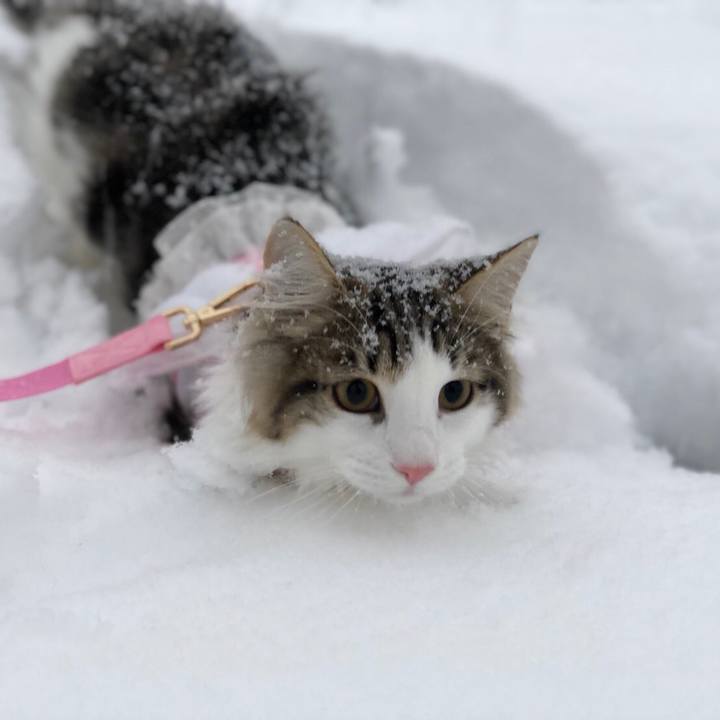 F0c1b80e f7f6 45f4 b0b4 2d0d8d56d609 1516620111939