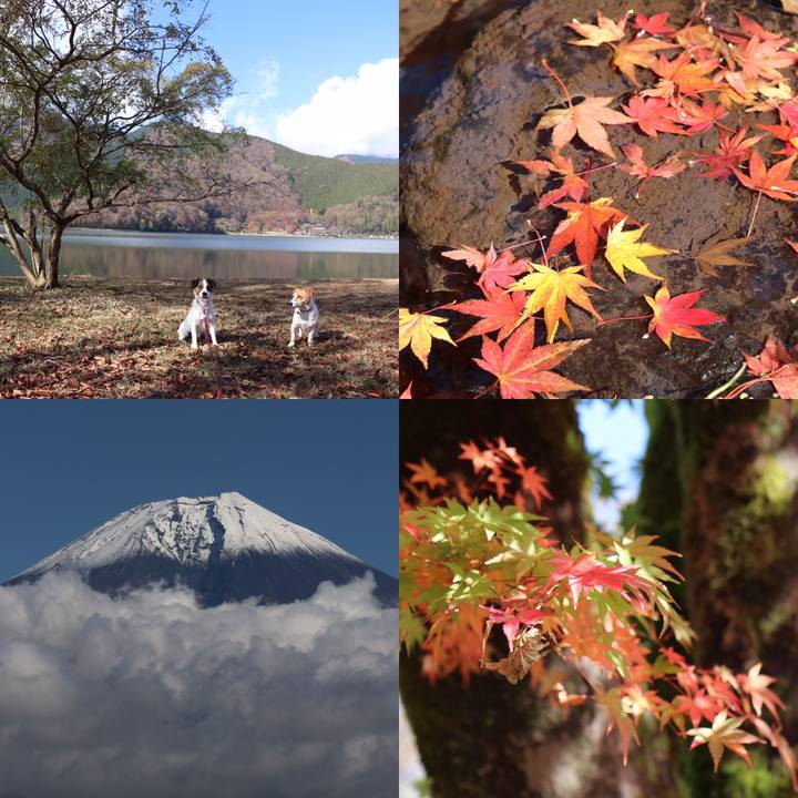 F0c47fbf 72e8 491c a2e4 b4bc77e39865 1541837368954