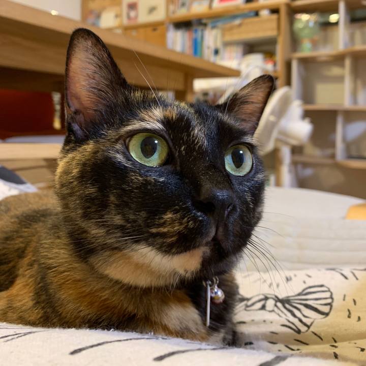 F0c6ddcf 3e7a 4761 abb5 6abf58864cf2 1565913793992