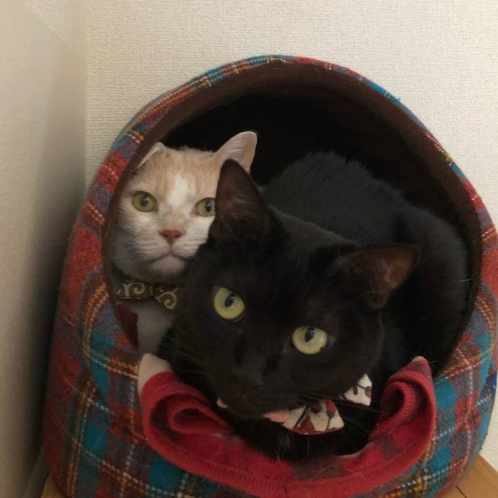 F0c72513 114f 4945 982c 3e32b1ec2053 1573272285859