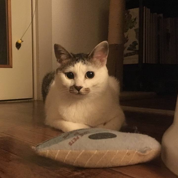 F0c8bd2c a4f3 4f4e 9d97 a1881e20874c 1522083339223