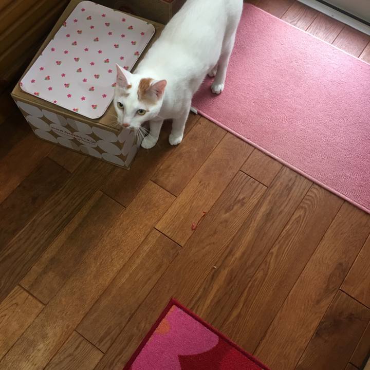 F0c93d92 e113 4738 8079 b67a76ce41cb 1523396825465