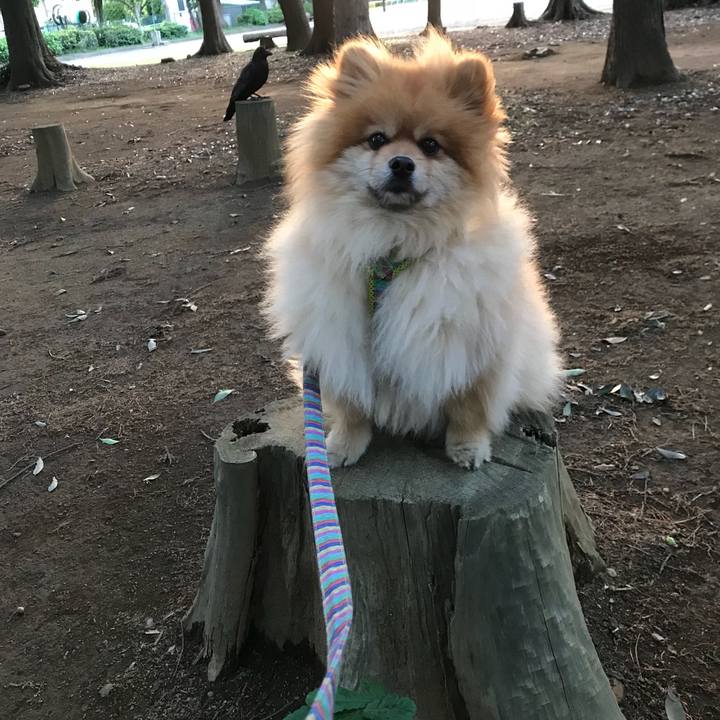 F0ccf40a 8bc5 4dda 9755 77ae2c0f7251 1526297279777