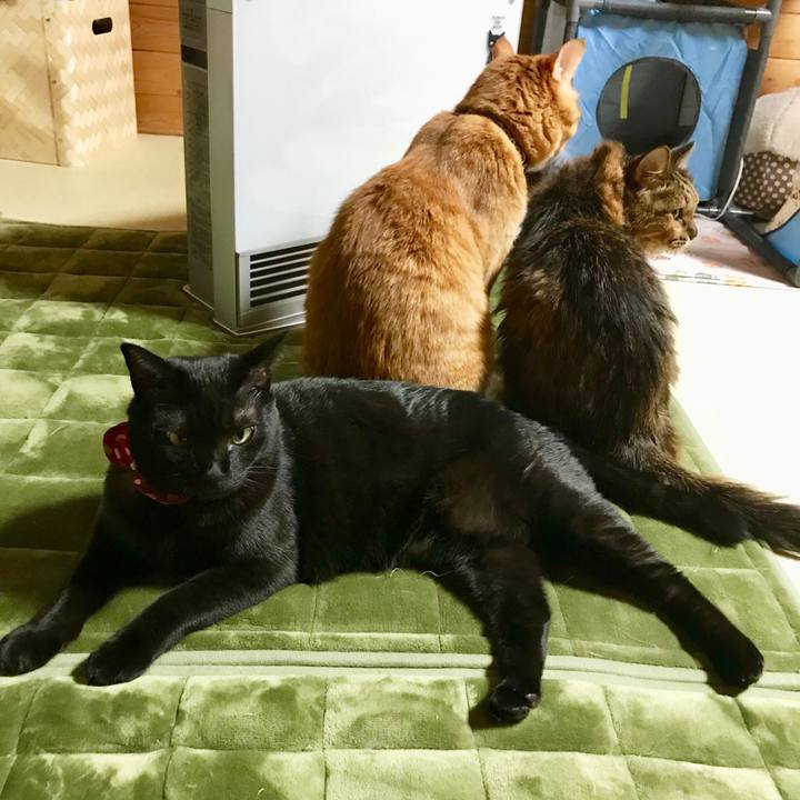 F0ceff50 e811 4a4d afa0 d47f2d3914d2 1510820999804