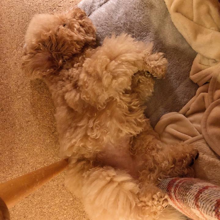 F0d1b506 4f72 41fc b59f d31b28cdf72e 1511524805618