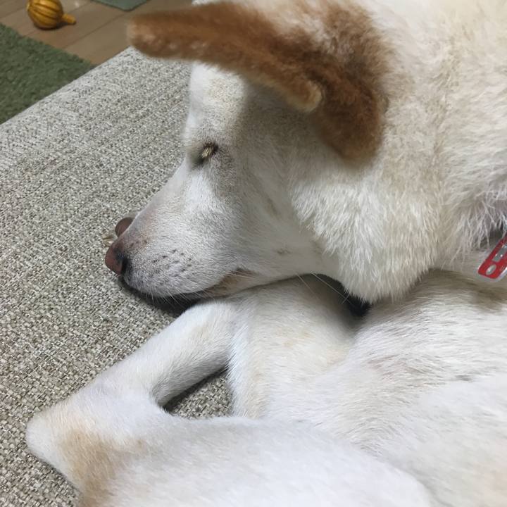 F0d250f7 592a 4d22 b66f 6baec4753bca 1512826372574