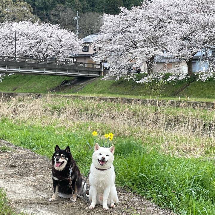 F0d33b6a 8e3e 4317 8d50 e22fd4194220 1712397690361