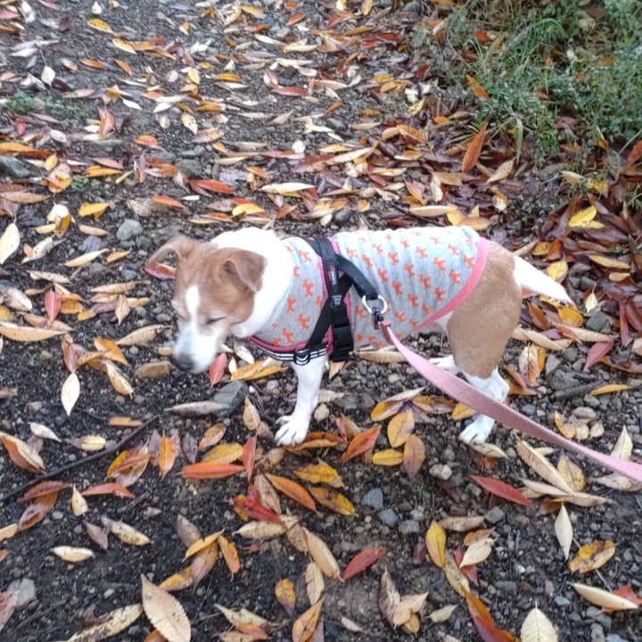 F0d50338 2efe 4349 b1fb 27b4b1f53fa8 1762731572160