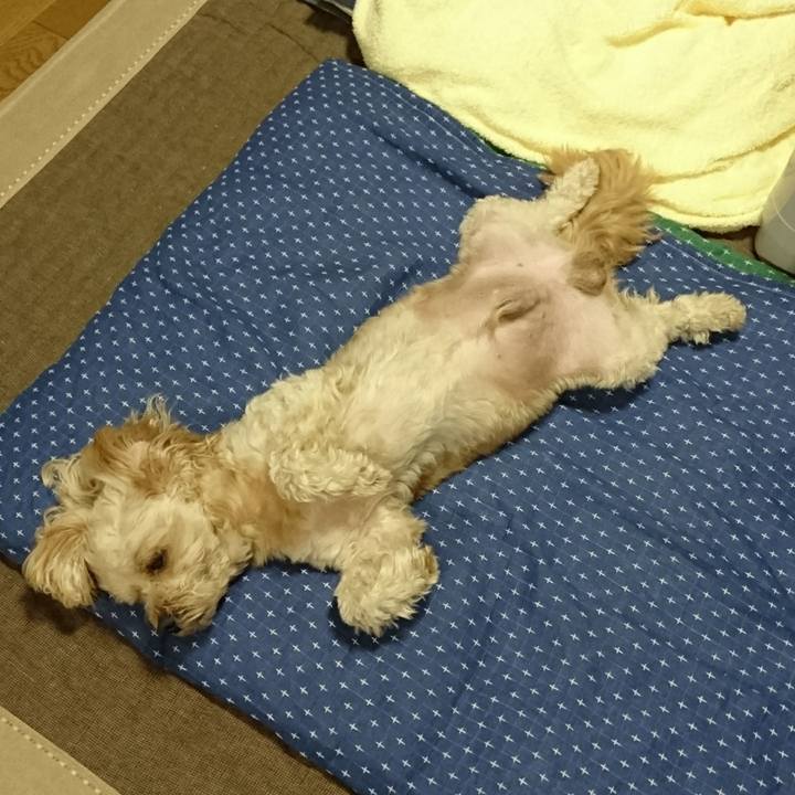 F0da5a0f 0349 49d5 80fc 6e46a87f07ee 1532987140245