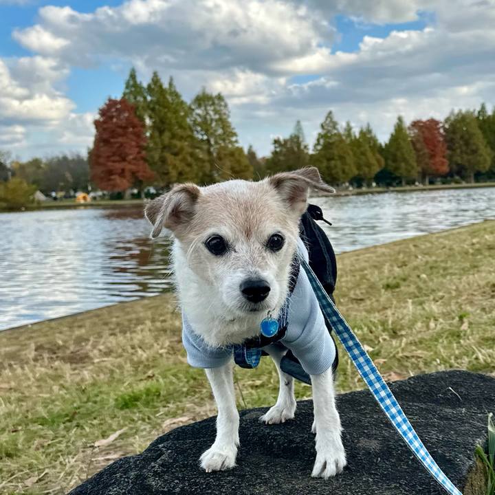 F0dcaf88 07f8 4a2f bd46 afb803f800a2 1763276439838