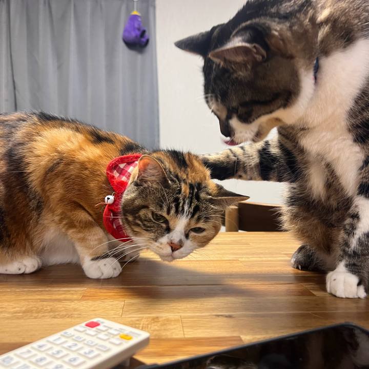 F0e2cb55 b46e 4004 ae06 b3bf610be309 1759048503798