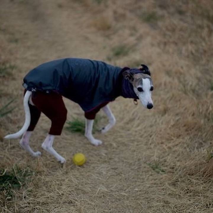 F0e3f41e 678b 4a9a b8d4 87e97f0de695 1523712014577