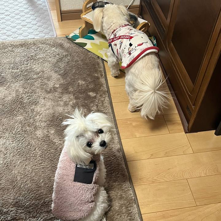 F0efe1fa 3044 4614 b797 cbaa53659c2f 1732024646424