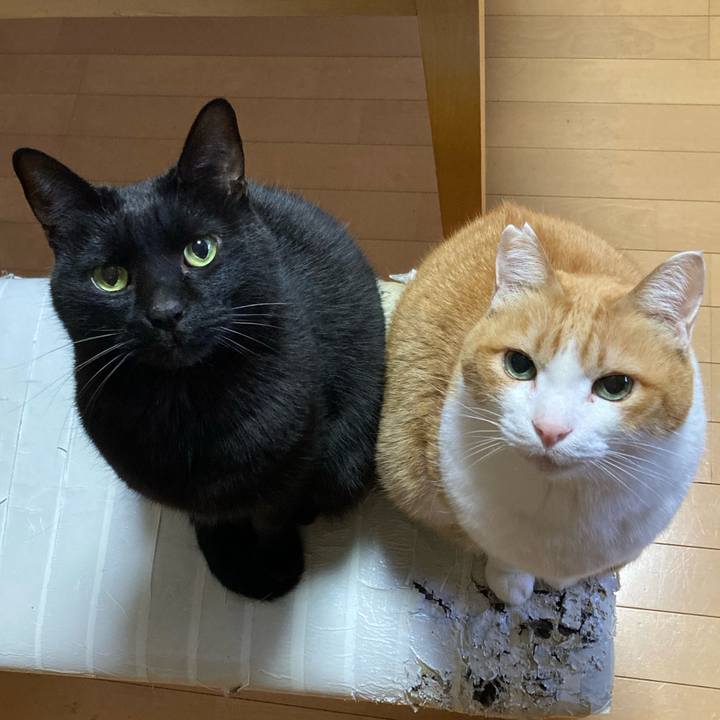 F0f0484f 116b 403b a47a dd3814185155 1772592098478