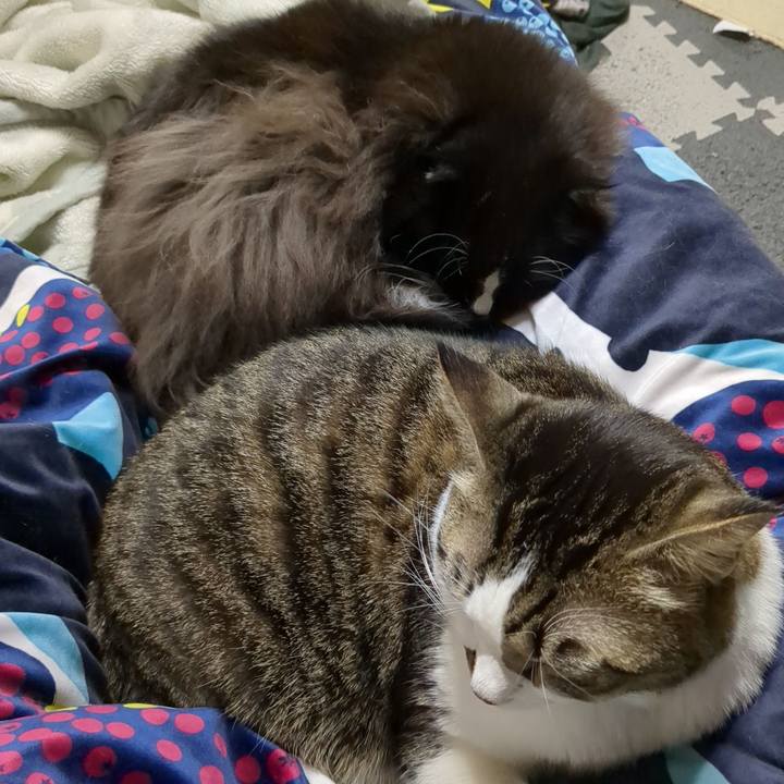 F0f261e1 5792 4a3e b9b1 f4226ac6de4a 1670074936620