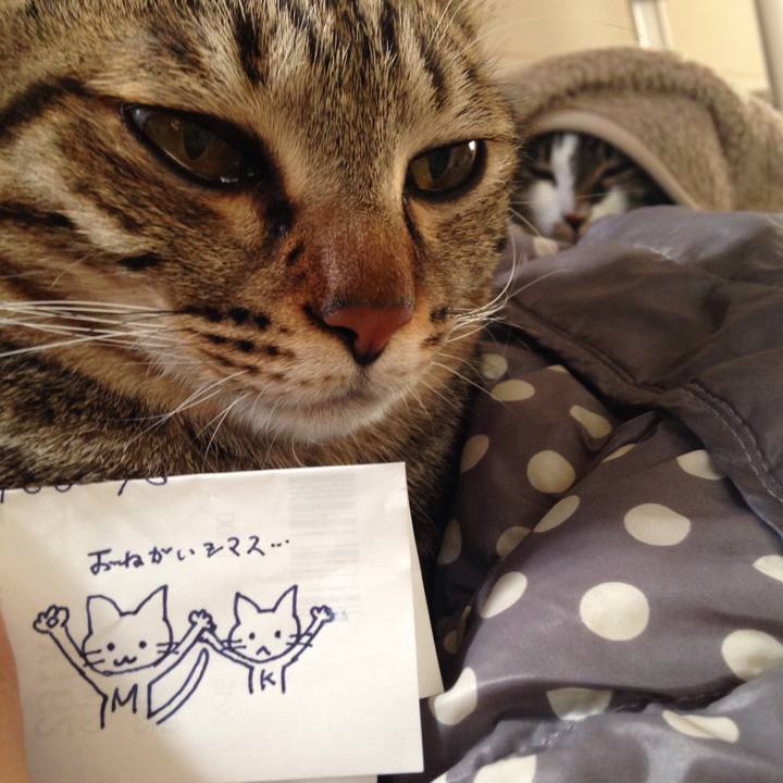 F0fba2f3 8b4c 46ad 94a7 62e680e3e1f9 1514058422506