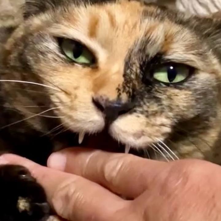 F1041ca7 88cc 4e6e 9cc0 4c48788fb0bd 1742212432563