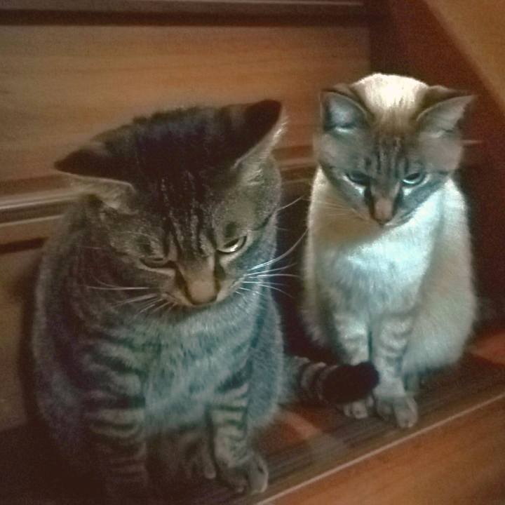 F104ba04 42ab 40db 9907 c521700c5d6b 1512879964347