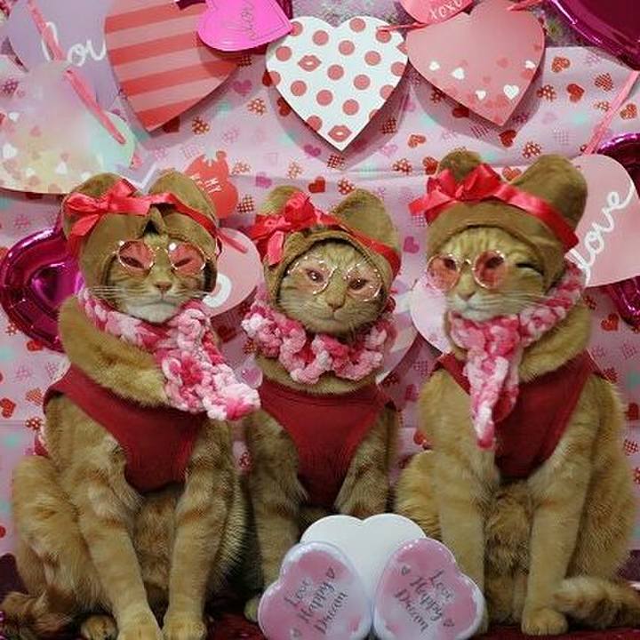 F10a1e98 b668 401b bea8 89020b526301 1550145532438