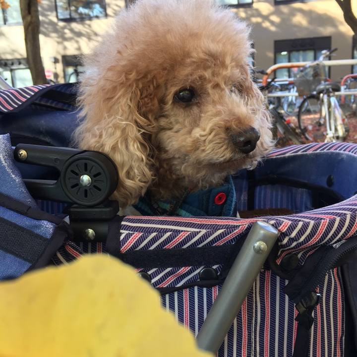 F10c1634 726b 4f77 9925 c4dae6daf6aa 1574991150347