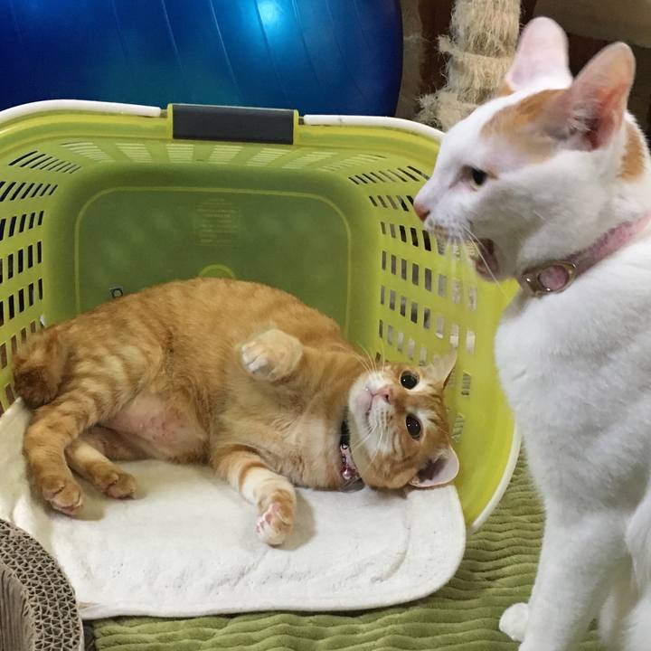 F116abea 1434 4a21 ad86 e4a178694d5a 1549152969788