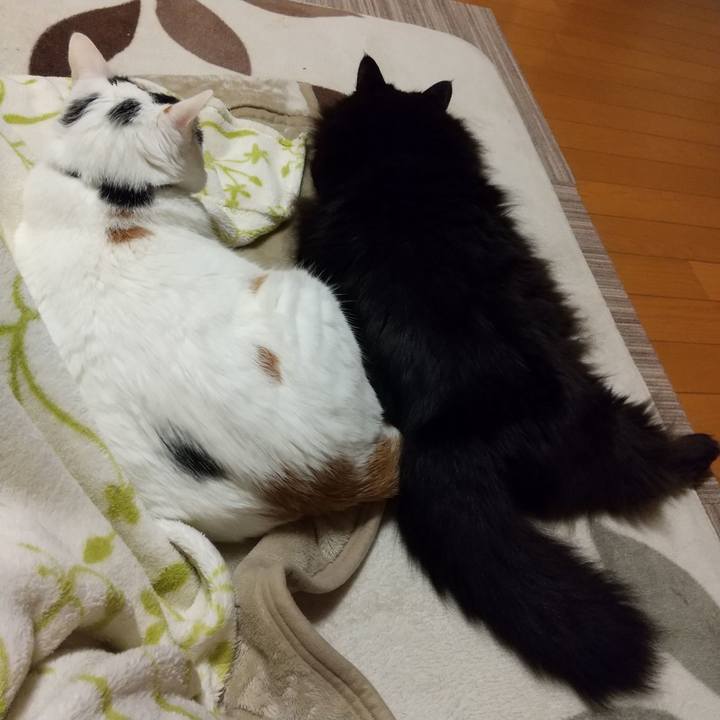 F118425c e268 445d 938b 83c0c91dc022 1604824885898