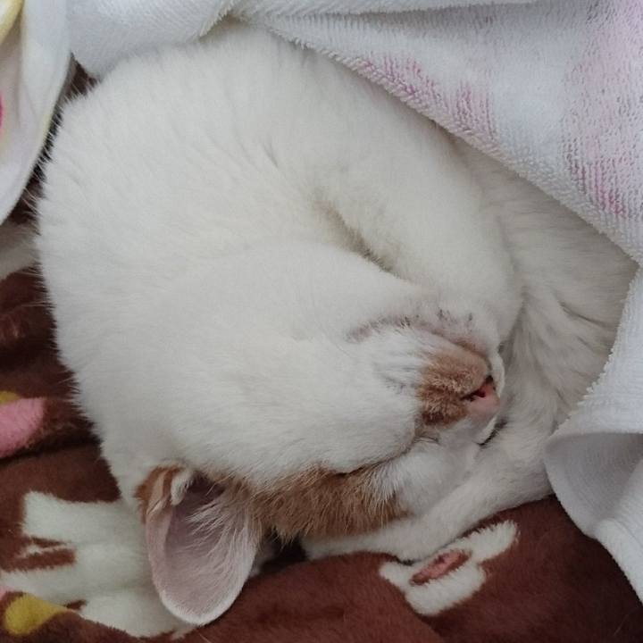 F118bd75 2a54 4ca7 a2cd 5d314deb32b3 1525417905337