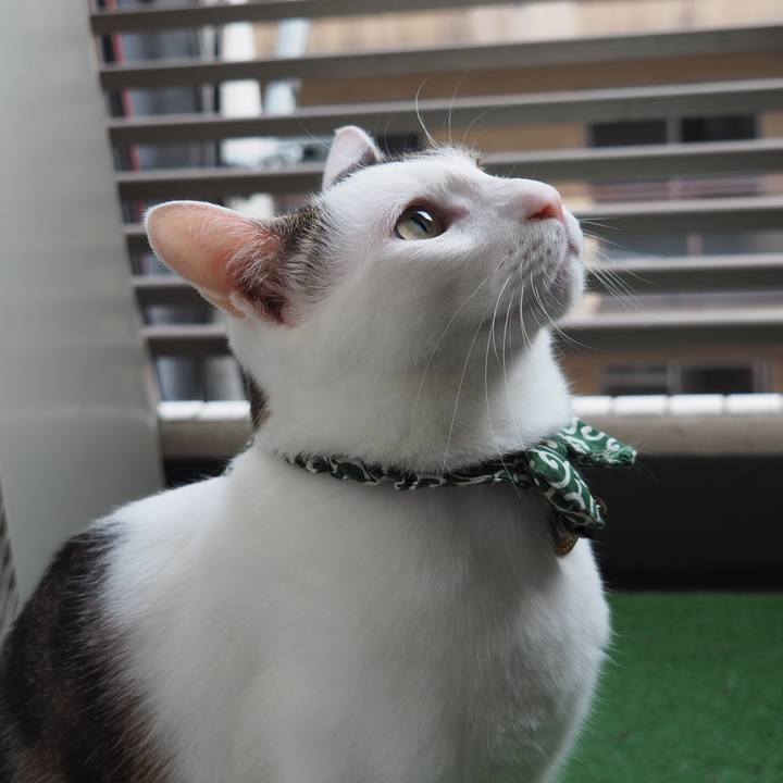 F11b54a2 53ba 467a 98d4 fb4de920d987 1531916232144