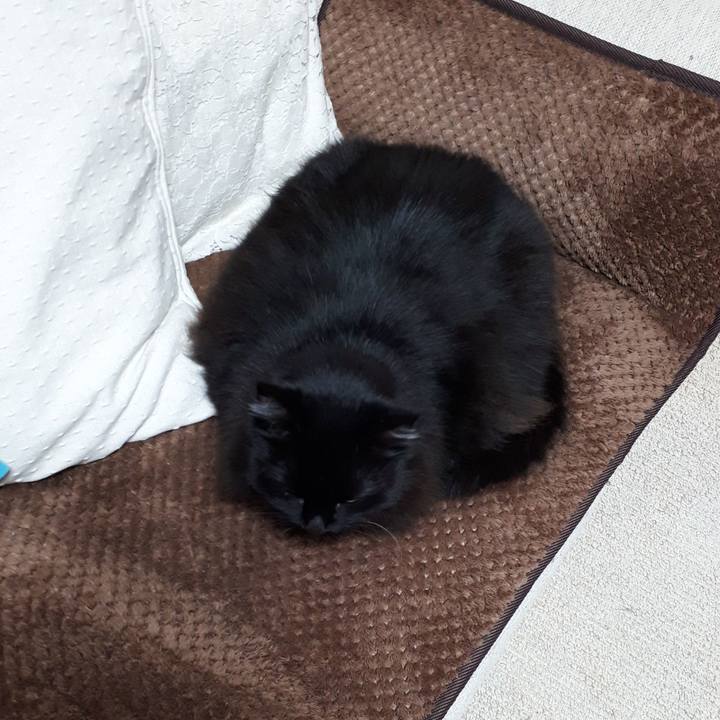 F11c4a4c 9d72 4553 9087 d0a80f482e88 1519337629449